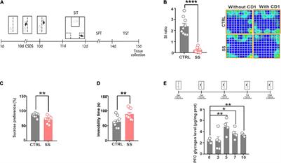 Brain-Type Glycogen Phosphorylase Is Crucial for Astrocytic Glycogen Accumulation in Chronic Social Defeat Stress-Induced Depression in Mice